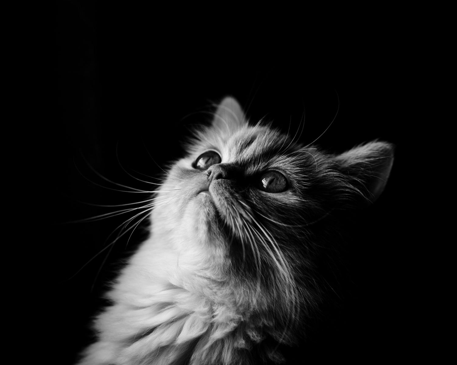 Cat Collection