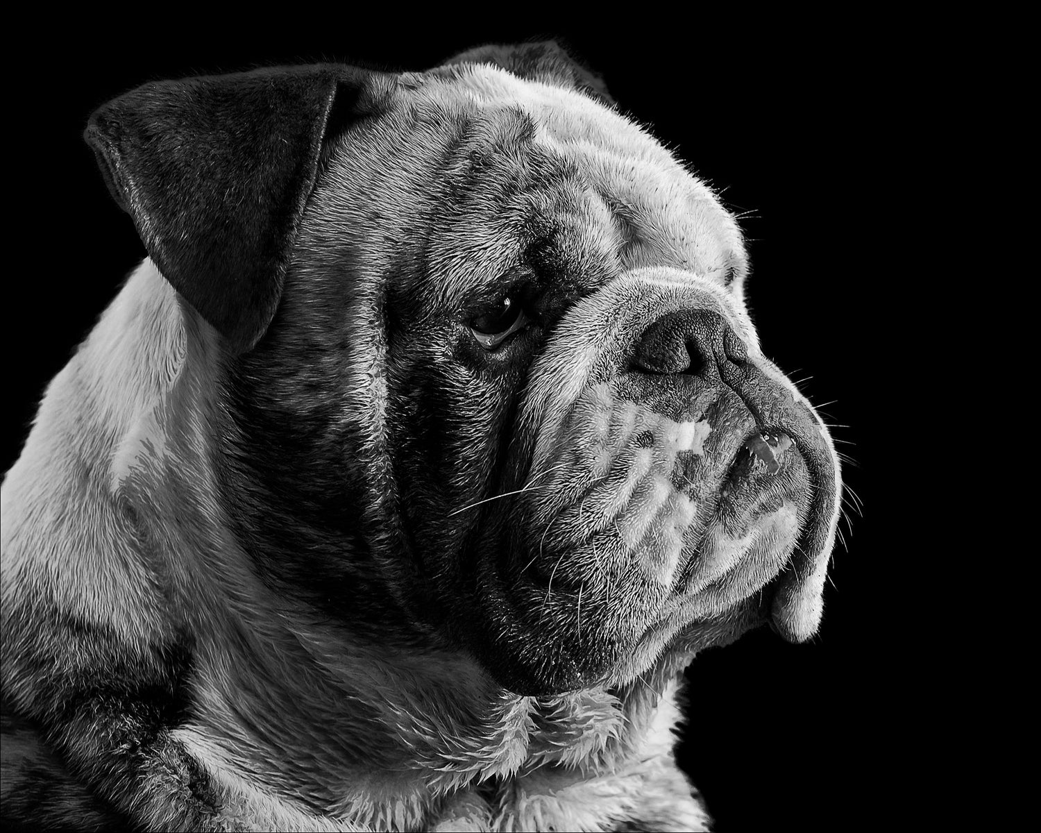 Dog Collection