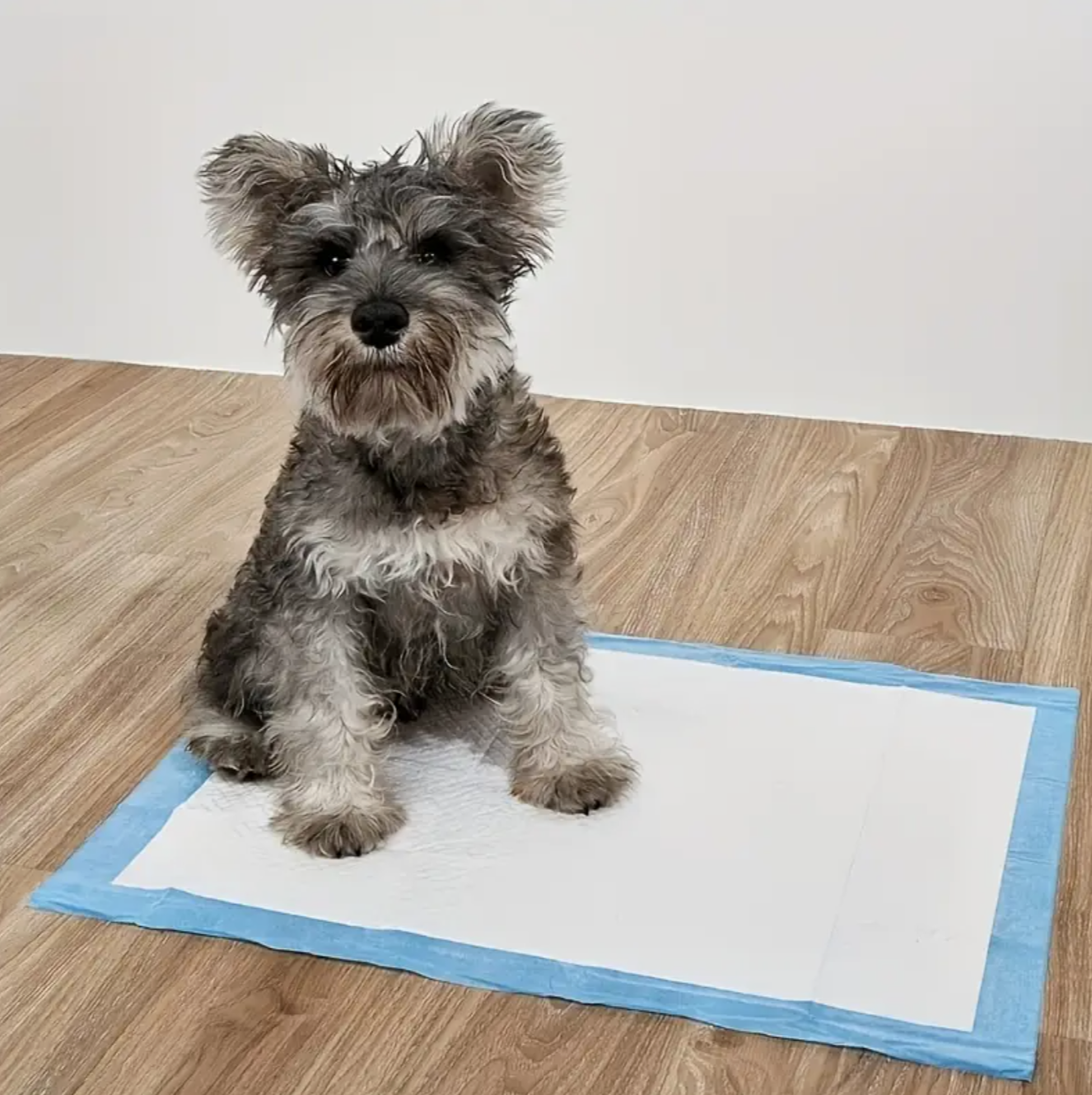 Pet Training Pads – Ultra-Absorbent Disposable Pads